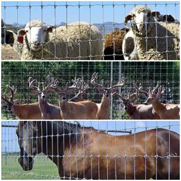 Sustainable Farming Practices Square Knot Weather-Resistant Grassland Fence with Not Coated Frame Finishing