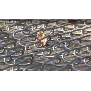 chain wire fence gate for sale