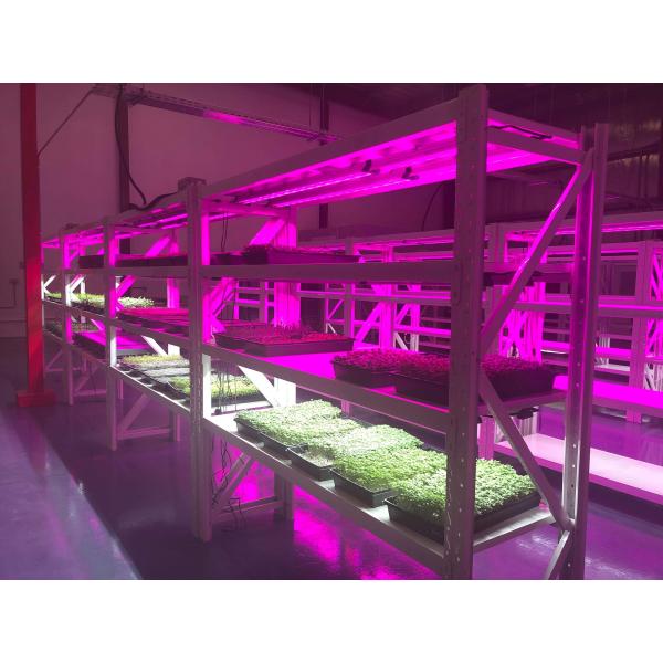 120V/220V Reptile Led Light Bar , T5 Grow Light Fixture Promote Calcium Absorption