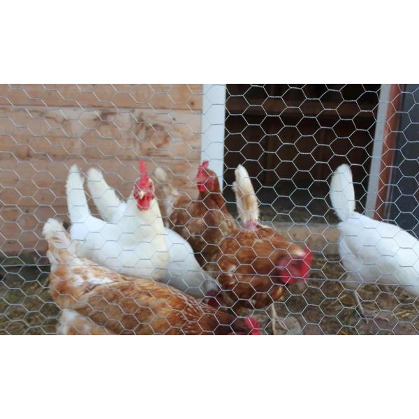 Economical Custom Design Galvanized Hexagonal Wire Mesh Fencing Chicken Coop Netting For Outdoor Farm Fence