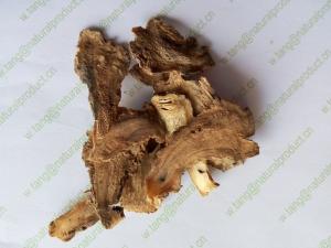 China Chinese Angelica sinensis root cuts slices Radix Angelicae Sinensis Oliv Diels Herb medicine Dang gui on sale