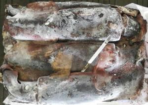 China Whole Round Frozen Squid Tubes Dosidicus Gigas Bqf Good Freshness Peru Giant wholesale