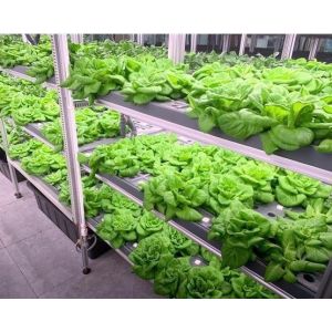 Steel Structure Hydroponic System Container Greenhouse for Vertical Farming