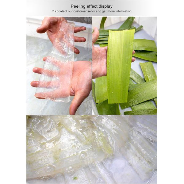 Aloe peeling machine processing production Peeling Machine