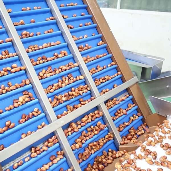 Quality Optimal Hardness and Softness Sorting 1.4 Tons Output 6-Lane Palm Dates Sorting Machine with CE MD Certificates for sale