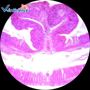 Biological Teaching Microscope Glass Slides Set 15pcs For Medical Science