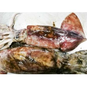 China Whole Round Dried Squid Snack , Peru Giant Squid 2000g Up Size wholesale