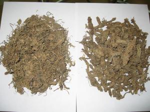 China Valerian roots ;Valeriana officinalis L. Valeriana Linn. wholesale