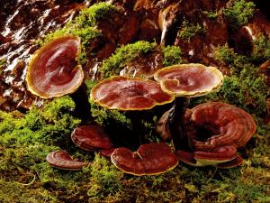 China natural reishi mushroom mycelium extract on sale