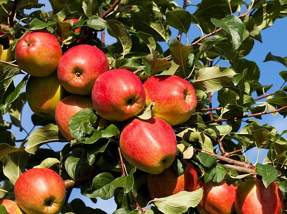 Plants Containing Humic Acid Blended Fertilizer Fast Nutrient Supplement