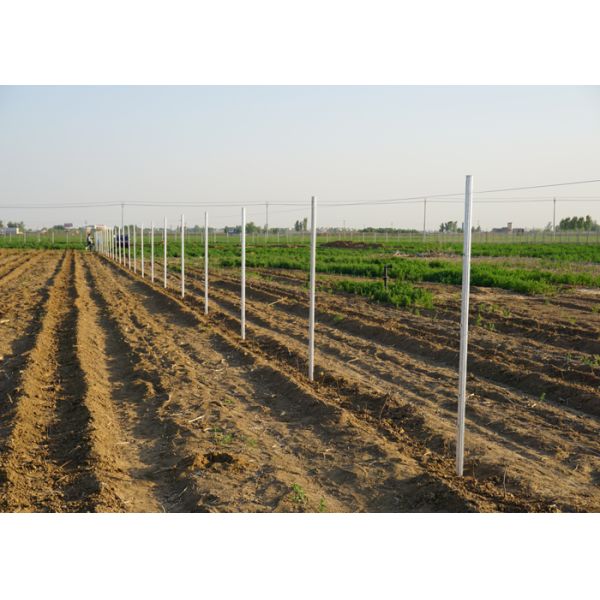 Q235 Steel Vineyard Line Posts , Apple Tree Support Posts 2.8 Meter 2.5mm Thickness