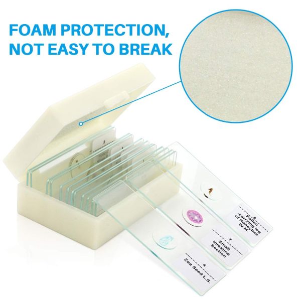 Prepared Higher Education 100pcs Microscope Slides Set For Students