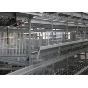 China High Capacity Chick Rearing Equipment U - Shaped Steel Manage Easily wholesale