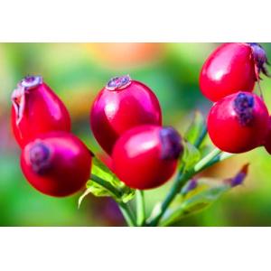 Buy cheap Rose Hips Extract Powder with 5%-20% Rose Polyphenols with rice experience in from wholesalers
